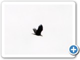This eagle flew over the Lincoln Veterans Memorial shortly before the Veterans Day ceremony began on November 11, 2012. - Photo by Connie Rand